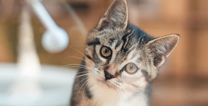 Fussy Kitten: how to deal with a picky little eater